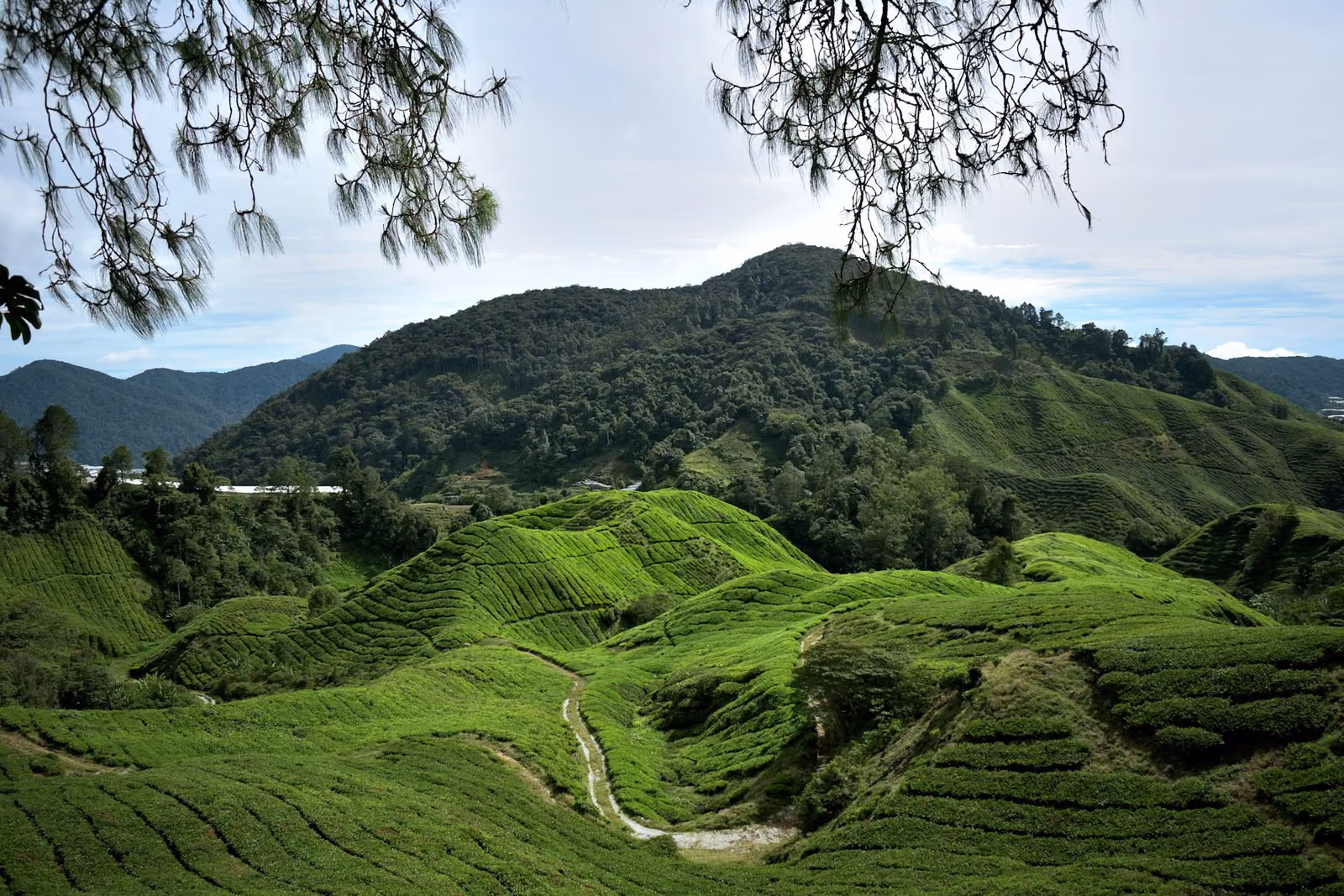 Vy över Cameron Highlands