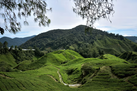 Flyg till Cameron Highlands, Malaysia