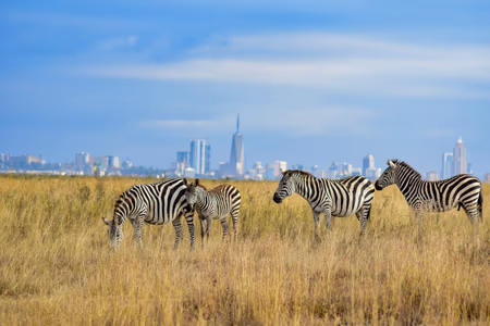 Flyg till Nairobi, Kenya