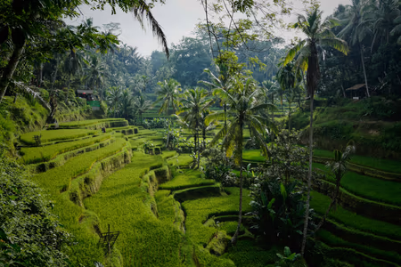 Flyg till Ubud, Indonesien